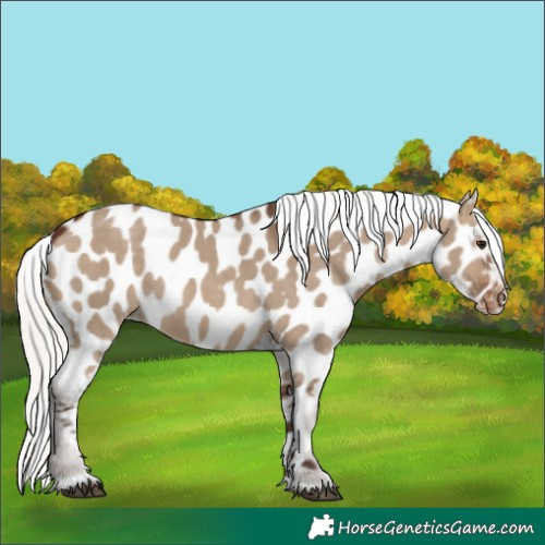 Horse Color:Silver Brown Dun Appaloosa 
