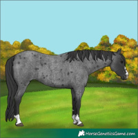 Horse Color:Blue Roan 
