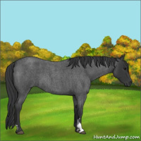 Horse Color:Blue Roan 