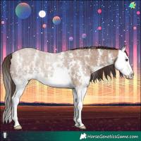 Horse Color:Classic Champagne Sabino Splash