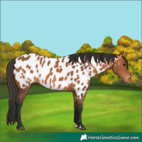 Horse Color:Bay Appaloosa 