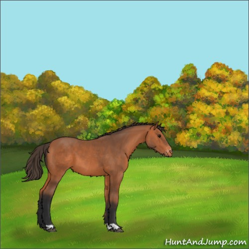 Horse Color:Bay Varnish 