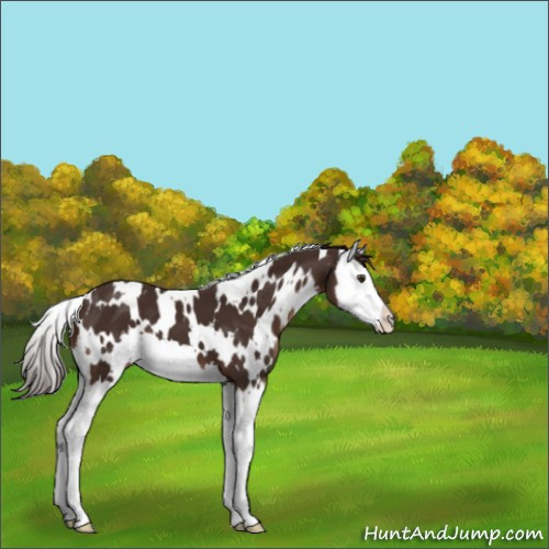 Horse Color:White Spotted Liver Chestnut Splash 