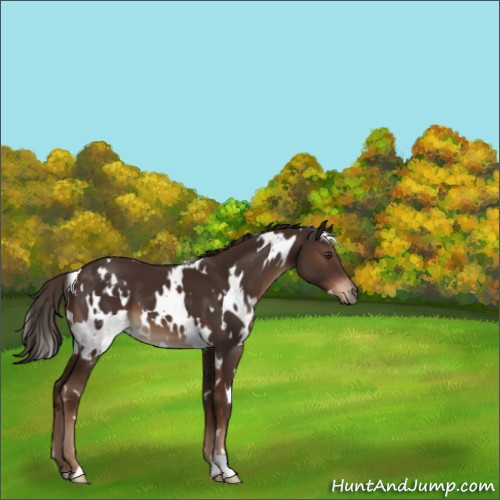 Horse Color:White Spotted Liver Chestnut 