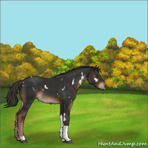 Horse Color:White Spotted Liver Chestnut Tobiano 