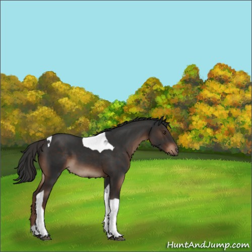 Horse Color:Liver Chestnut Tobiano 