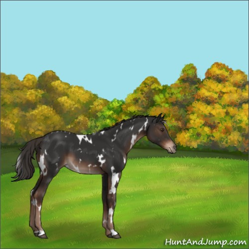Horse Color:White Spotted Liver Chestnut 