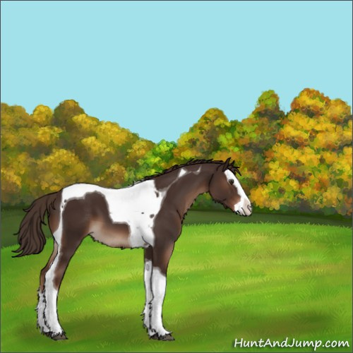 Horse Color:Liver Chestnut Splash Tobiano 