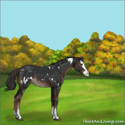 Horse Color:White Spotted Liver Chestnut Splash 