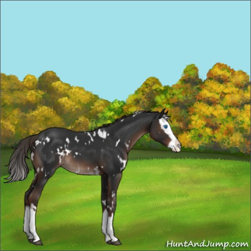Horse Color:White Spotted Liver Chestnut Splash 