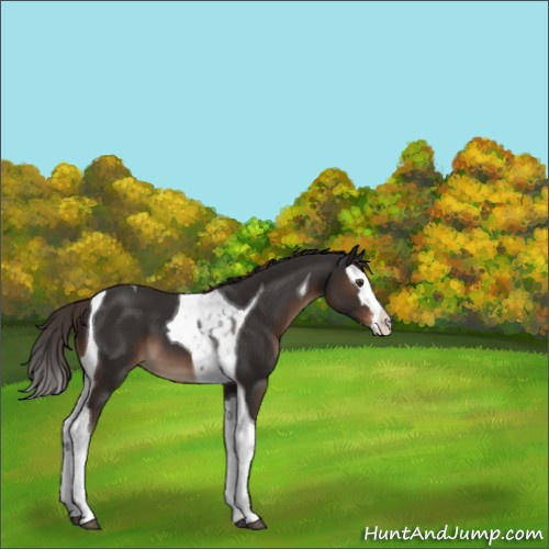 Horse Color:Liver Chestnut Splash Tobiano 