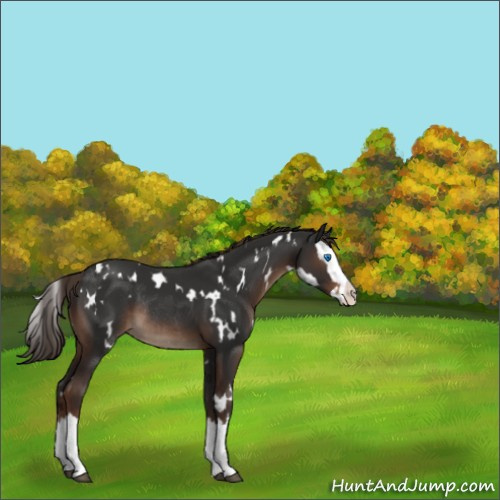 Horse Color:White Spotted Liver Chestnut Splash Rabicano 