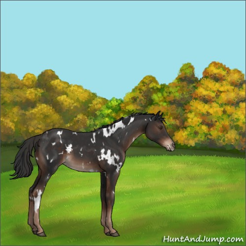 Horse Color:White Spotted Liver Chestnut 