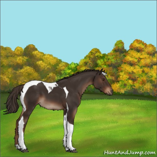 Horse Color:Liver Chestnut Tobiano 