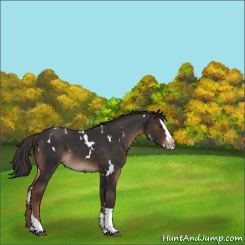 Horse Color:White Spotted Liver Chestnut Splash Tobiano 