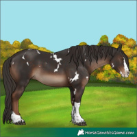 Horse Color:White Spotted Liver Chestnut Splash Tobiano 