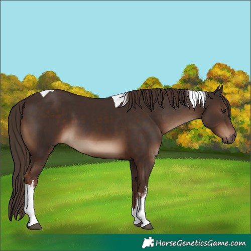 Horse Color:White Spotted Liver Chestnut Tobiano 