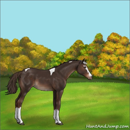 Horse Color:White Spotted Liver Chestnut Tobiano 