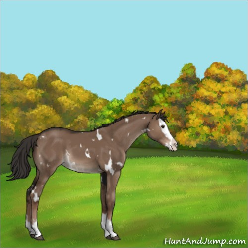 Horse Color:White Spotted Liver Red Dun Splash Rabicano 