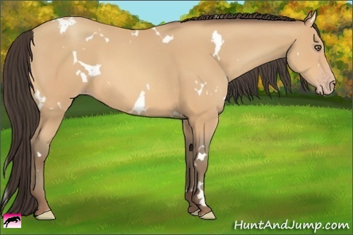 Horse Color:White Spotted Amber Champagne 