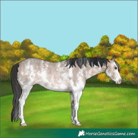 Horse Color:Brown Dun Sabino Rabicano