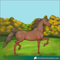 Horse Color:Chestnut 