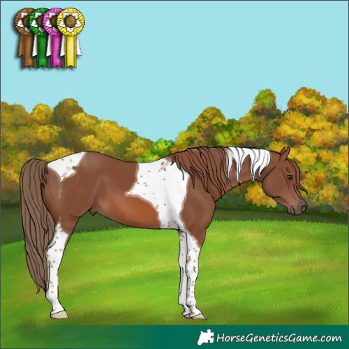 Horse Color:Chestnut Tobiano 