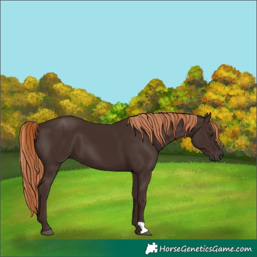 Horse Color:Liver Chestnut 