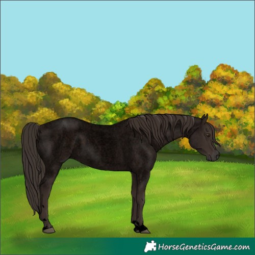 Horse Color:Void Liver Red Roan