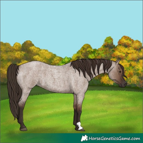 Horse Color:Liver Red Dun Roan 