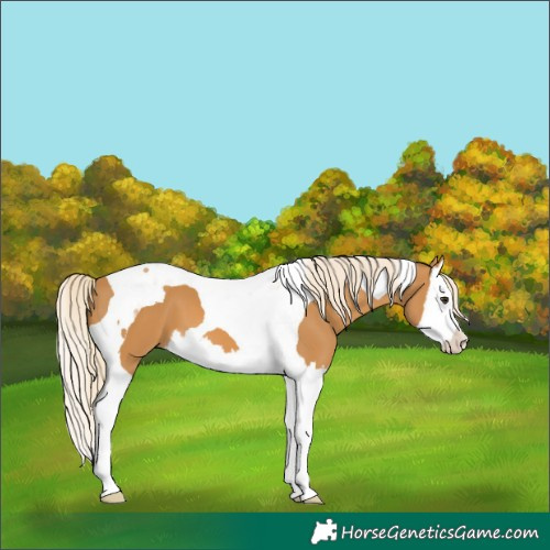 Horse Color:Palomino Splash Tobiano 