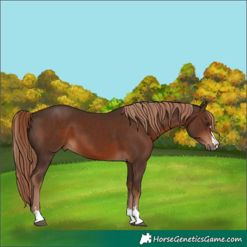 Horse Color:Liver Chestnut 