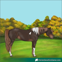Horse Color:Liver Chestnut Tobiano 