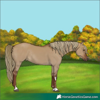 Horse Color:Liver Red Dun Rabicano 