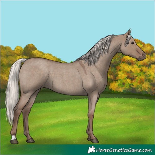 Horse Color:Silver Grullo Roan 