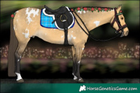 Horse Color:White Spotted Buckskin Dun 