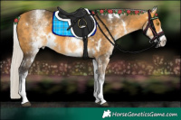 Horse Color:White Spotted Silver Buckskin 