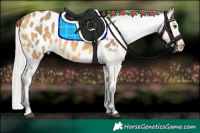 Horse Color:White Spotted Silver Buckskin Dun Appaloosa 