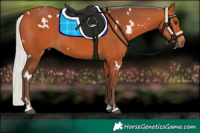 Horse Color:White Spotted Silver Bay 