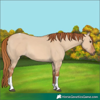 Horse Color:Red Dun Tobiano