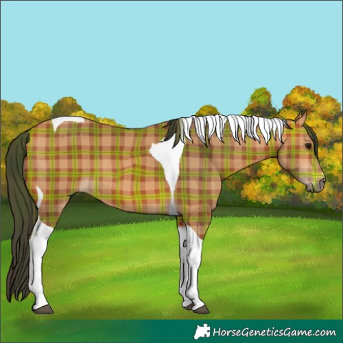 Horse Color:Plaid  Bay Tobiano 