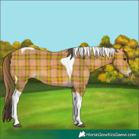 Horse Color:Plaid  Bay Tobiano 