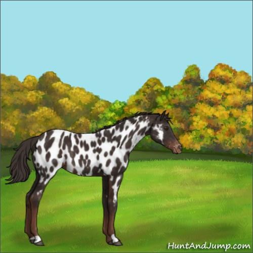 Horse Color:Liver Chestnut Appaloosa Rabicano 