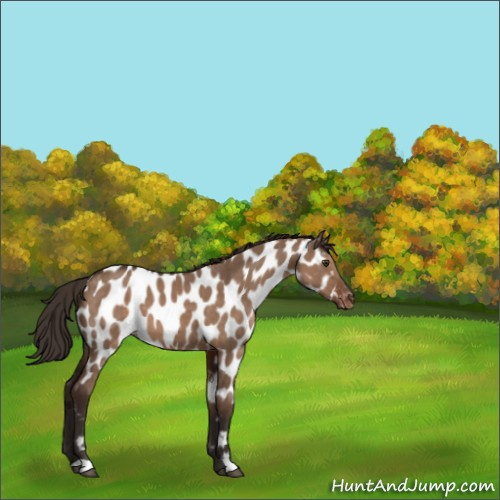 Horse Color:Liver Red Dun Appaloosa 