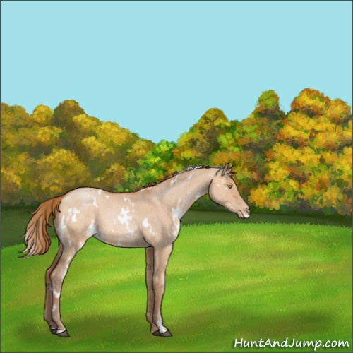 Horse Color:White Spotted Bay Pearl Dun Sabino 
