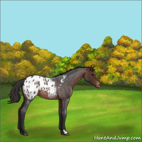 Horse Color:Brown Roan Appaloosa 