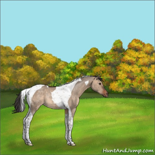 Horse Color:Brown Dun Tobiano Rabicano 