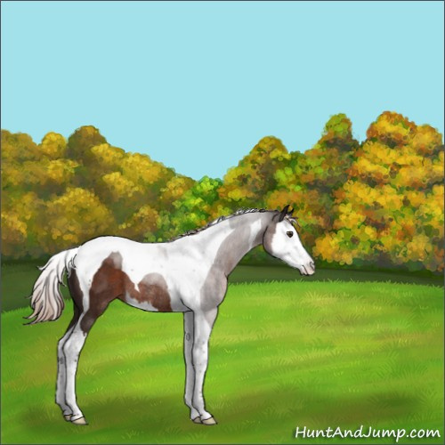 Horse Color:Liver Chestnut Sabino Splash Tobiano Rabicano 
