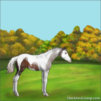 Horse Color:Liver Chestnut Sabino Splash Tobiano Rabicano