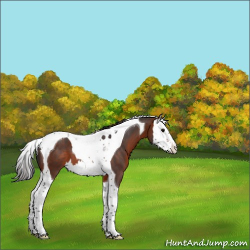 Horse Color:Bay Splash Tobiano 